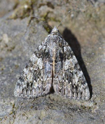 Catocala diversa